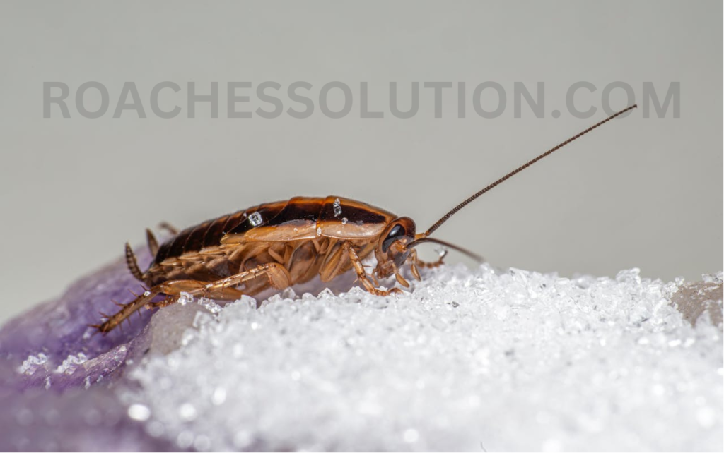 How to prevent German cockroach infestations