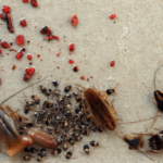 Brown-banded cockroach prevention tips