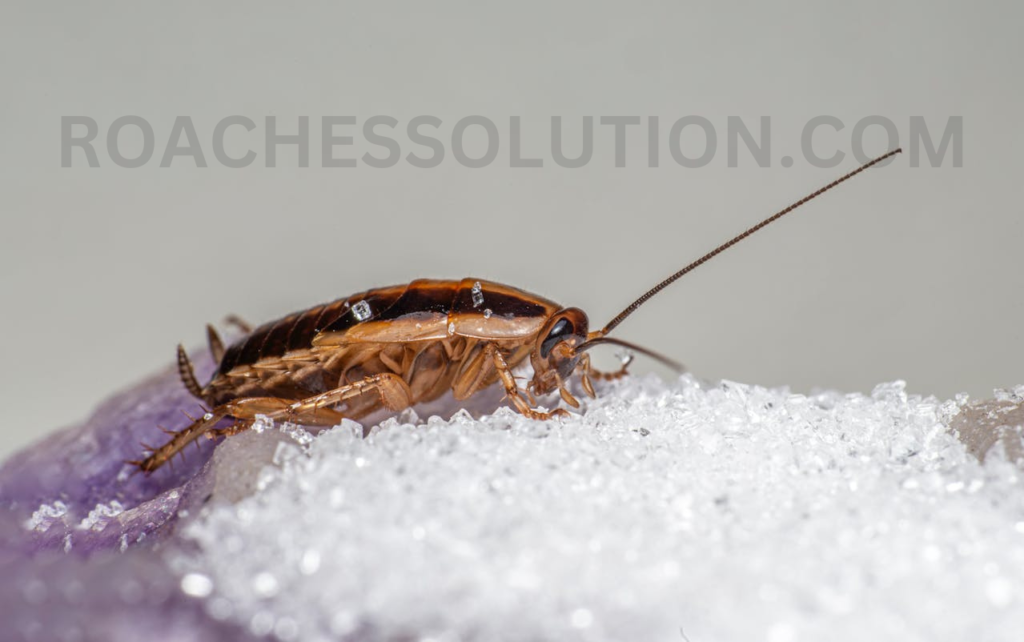 How to prevent German cockroach infestations