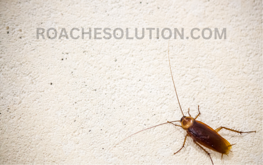 Dangerous cockroach abilities