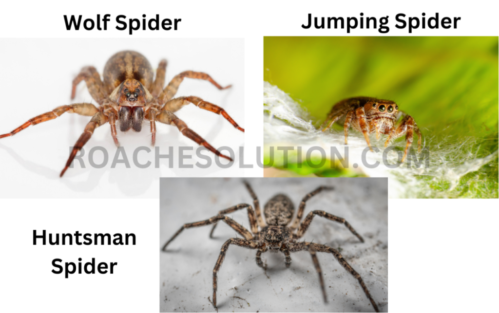 Do spiders kill cockroaches?