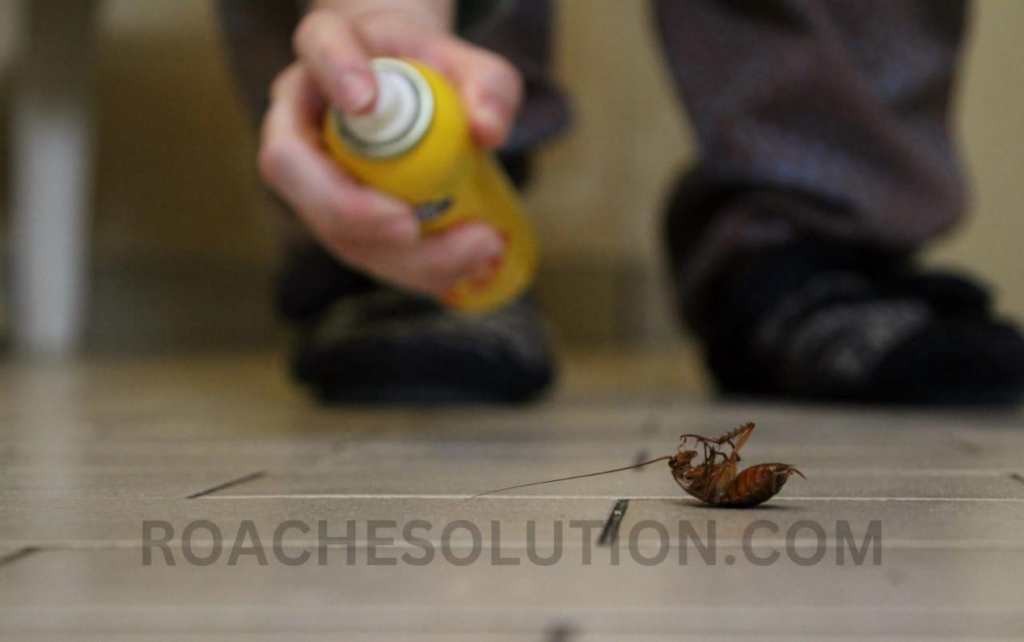 Brown-banded cockroach infestation solutions