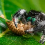 Spiders for pest control