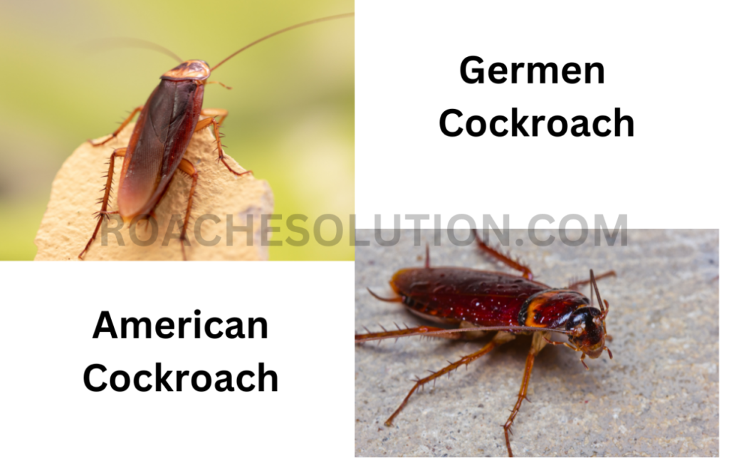 German vs American cockroach identification
