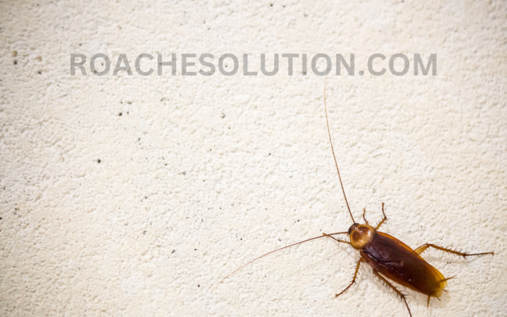 Cockroach spiritual meaning 