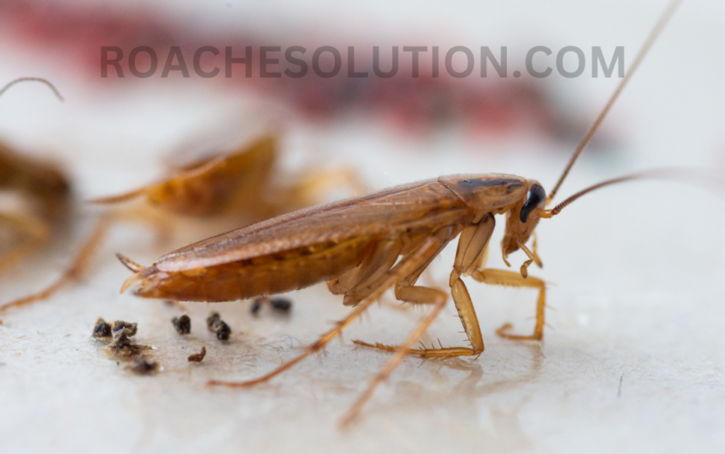 Eliminate cockroach odor