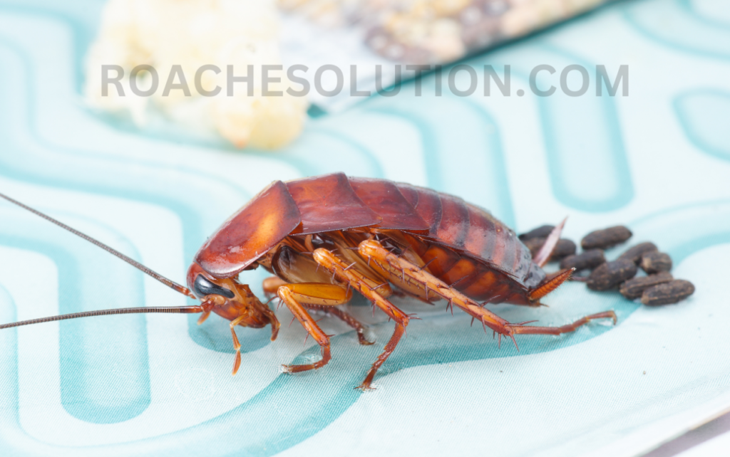 Seeing cockroaches spiritual message