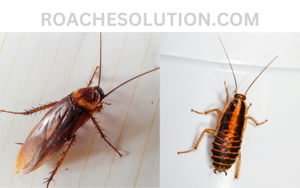 Types of Small Cockroaches