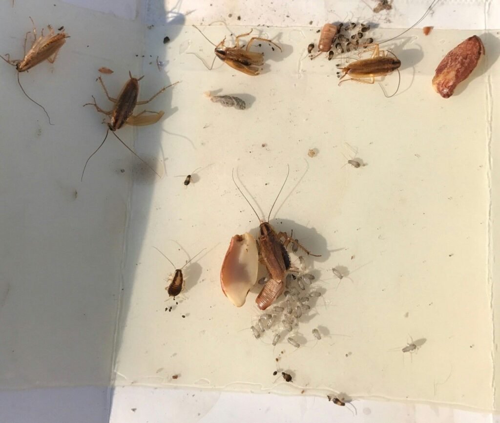 Small Cockroach Identification Guide